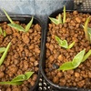 アガベ・パラサナ実生記録①(Agave Parrasana seeding)