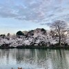 【2023】井の頭公園　桜の開花状況