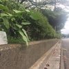 道路沿いに植えたトマトとナスが〜！！！