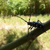 柳を食害していたゴマダラカミキリ