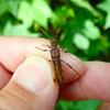 トラフホソバネカミキリ