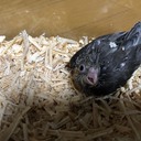 やまちゃんの鳥さん飼育日誌