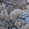 地元の桜です