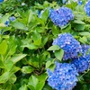 紫陽花と土偶を見てきた