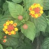 Lantana