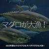 2801食目「マグロが大漁！」2025年夏はクロマグロもキハダマグロも大漁！