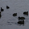 早朝野鳥観察会