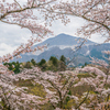 羊山公園、桜