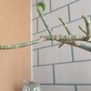 癒しや生命力を感じられるもの