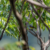 キビタキはカラスザンショウへ