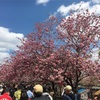 【桜の名所巡り】大阪造幣局　桜の通り抜け