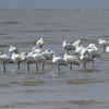 最後に隣県に鳥を見に行った日記（２０２１　０４０１）その２。