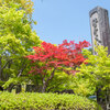 新緑の苗秀寺(1)