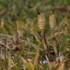 里山散歩（3月）