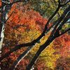 2018年11月24日(土)　[京都一周トレイル]京見峠から落合まで、錦秋の高雄、清滝を歩く！
