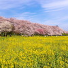 権現堂桜堤行ったり、すみだリバーウォーク行ったり