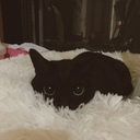 猫と婚活と矯正と…そしてオタ活