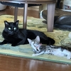今年初のエアコン始動の猛暑でした。