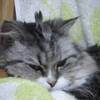 当ブログについて～お知らせ～　＆うちのおばあちゃん猫～♪