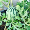 ５月に植えたい🌱育てやすい夏野菜５選とおすすめのコンパニオンプランツ💡