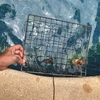 落ち葉の季節のプールには、取水口に魚用の焼き網を