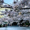 堀留町児童の桜がさらに開花！