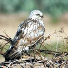 山陰各地で珍鳥ケアシノスリ目撃