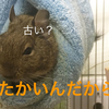 【冬のデグー飼育編】必要なグッズ・暖房代はどれくらい？