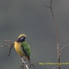 Orange-bellied Leafbird アカハラコノハドリ (北インドの鳥その11)