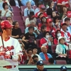 カープ、マツスタで６連勝！