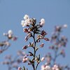 Sat. 　桜２様　・　バイモ