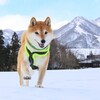 柴犬メルのブログジャック～雪遊び編