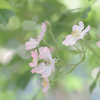 つるバラたちとニゲラの花