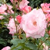 よしうみバラ公園のバラたち （35） ～ 花は心をあたためてくれる ～