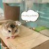 ココちゃんのヘアスタイル