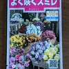 パンジー、ビオラの種まきに挑戦してみる