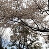 頑張れ！桜　〜 菓匠 右門 川越駅前店 〜