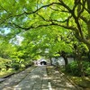 【京都】『養源院』に行ってきました。 京都観光 そうだ京都行こう 女子旅