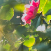 夏のバラ