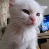 ミーさん成長記９（仔猫）