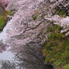 新坂川の桜