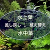 水上葉→水中葉へ！植え替え・差し戻しするコツを詳しく解説！