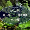 水上葉→水中葉へ！植え替え・差し戻しするコツを詳しく解説！