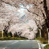 埼玉県秩父の【桜】お花見おすすめスポット紹介