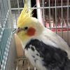 ダルマインコの里親探し4