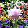 晩春の花たち