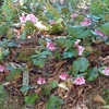 赤坂山🌸は爛漫、敵は強風🌀