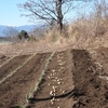 21/02/09　帷子川の畑　秋ｼﾞｬｶﾞ収穫、春ｼﾞｬｶﾞ畝たて