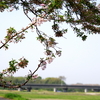 葉桜と花水木