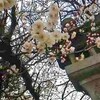 高牟神社の桜、咲き始める